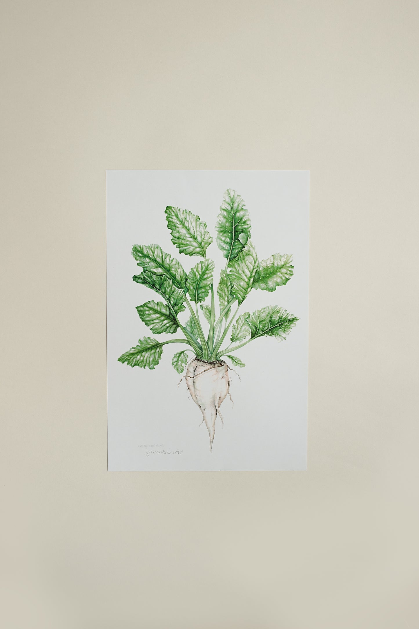 Sugar Beet Print